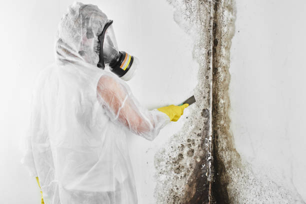 Best Health and Safety Mold Remediation in Fort Thompson, SD