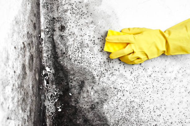 Best Black Mold Remediation in Fort Thompson, SD