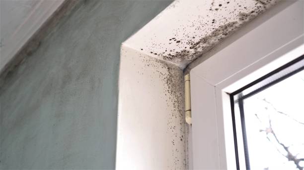 Best White Mold Remediation in Fort Thompson, SD