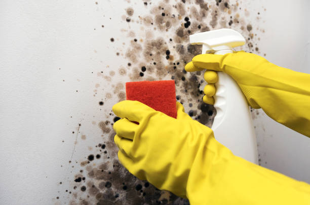 Best DIY Mold Remediation Support Services in Fort Thompson, SD